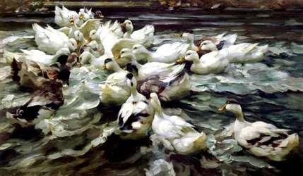 Ducks Gathering