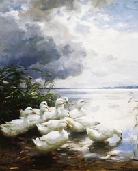Ducks at the Lake