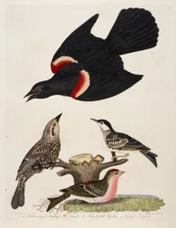 1. Red-winged Starling. 2. Female. 3. Black-poll Warbler. 4. Lesser Red-poll