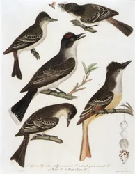 1. Tyrant Flycatcher. 2. Great Crested Flycatcher. 3. Small Green Crested Flycatcher. 4. Pe-We Flycatcher. 5. Wood Pe-We Flycatcher (from book, American Ornithology)