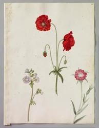 Common red poppy, Jacob