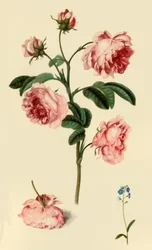 Rosa Provincialis and Forget-Me-Not