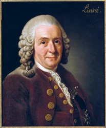 Portrait of Carl von Linne