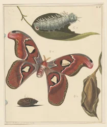 Studies of a Caterpillar, a Butterfly, and a Chrysalis