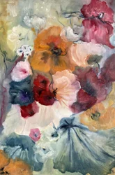 Colorful Poppies Bloom