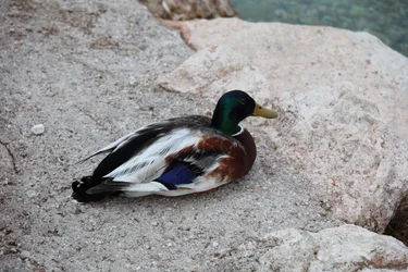 The Duck