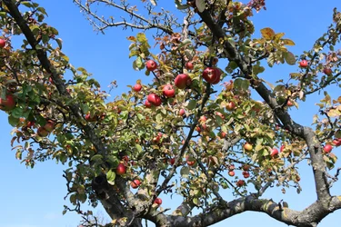 Red Fruits
