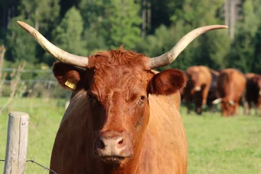 Animal Model