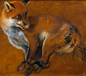Fox with Legs Tied