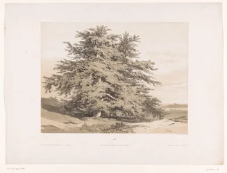 Landscape with Cedars