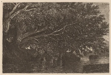 Trees Overhanging a Pond