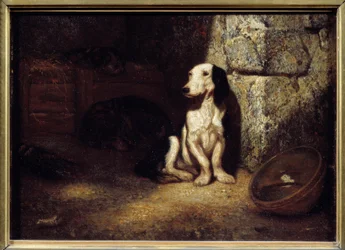 Black and White Bass Dog at the Kennel. On the Side a Bowl Filled with Water