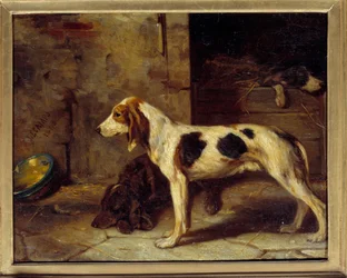 Dogs Brifauts