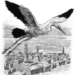 A stork flying over a North African village