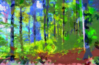 Morning Forest