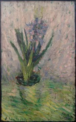 Hyacinth