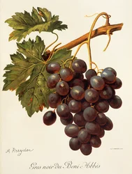 Abbes grape