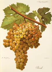 Boal grape