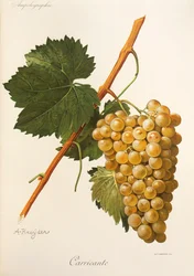 Carricante grape