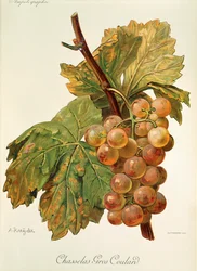 Chasselas Gros Coulard Grape