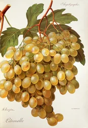 Citronelle grape