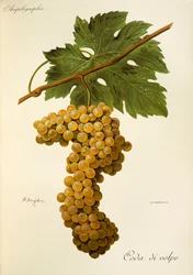 Coda di Volpe grape