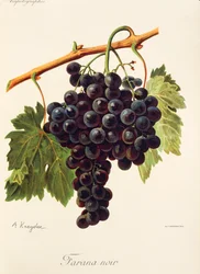 Farana Noir grape
