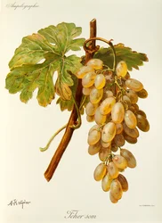 Feher Som grape