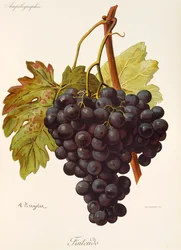 Fintendo Grape