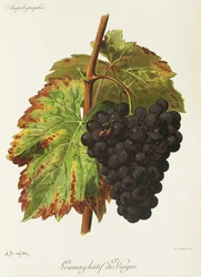 Gamay Hatif des Vosges grape