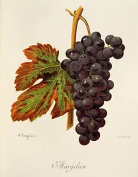Margilien grape