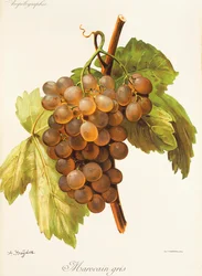 Marocain Gris Grape