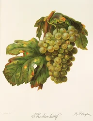 Meslier Hatif Grape