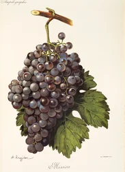 Mission Grape