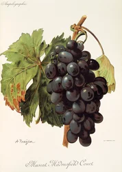 Muscat Madrefield Court Grape