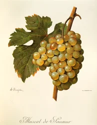 Muscat de Saumur grape