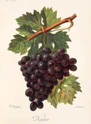 Nador grape