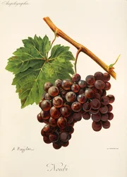 Noubi grape