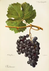 Piedirosso grape