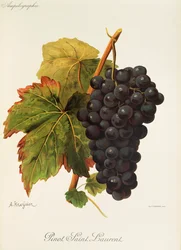 Pinot Saint Laurent Grape