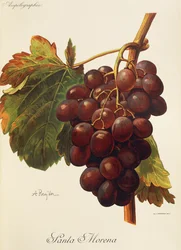 Santa Morena grape