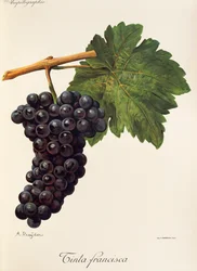 Tinta Francisca grape