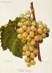 White Tokay Grape