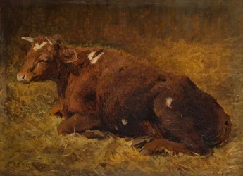 A Cow Lying on the Ground