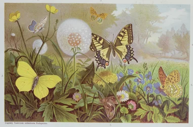 Butterflies