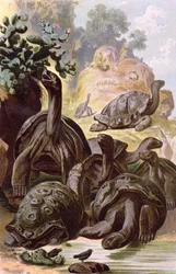 Giant Tortoises from the Galapagos Islands, from a Natural History Book, 1887