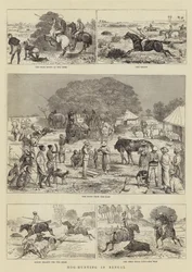 Hog-Hunting in Bengal