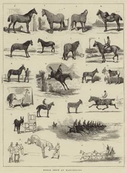 Horse Show at Manchester