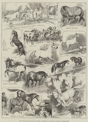 What Can Be Done with Wild Horses, Sketches at the Royal Aquarium, Westminster