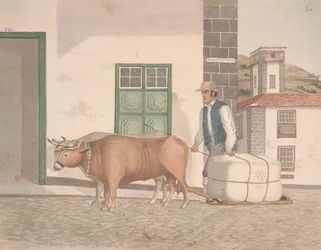 Ox-sledge for the Conveyance of Merchandise